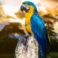 Arara-canindé Arara-canindé