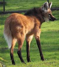 Lobo-guará Lobo-guará