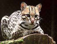 Jaguatirica Jaguatirica
